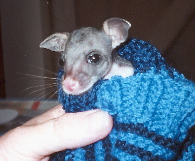 2. Tiny Brushtail Possum - fur just coming through