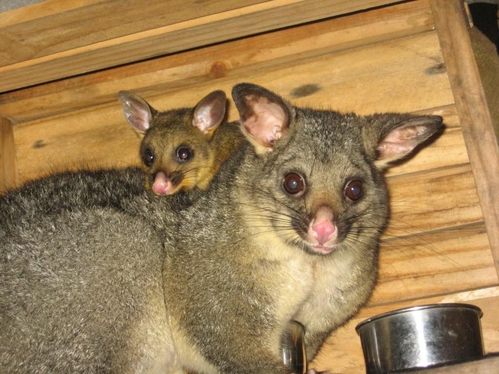 6. Released Burrow a year later with her own joey