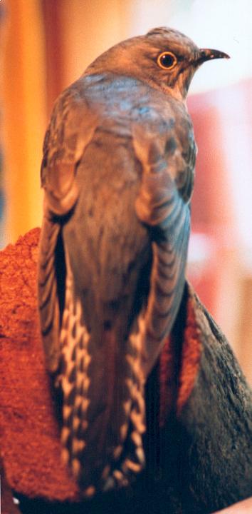 8. Fantail Cuckoo