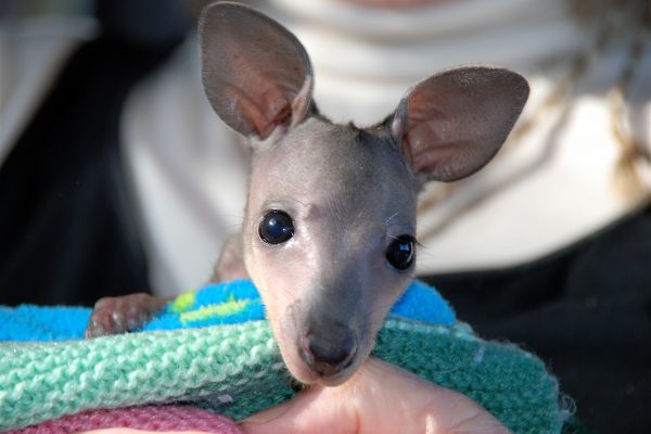 1. Orphaned Wallaby Joey @ 600gms