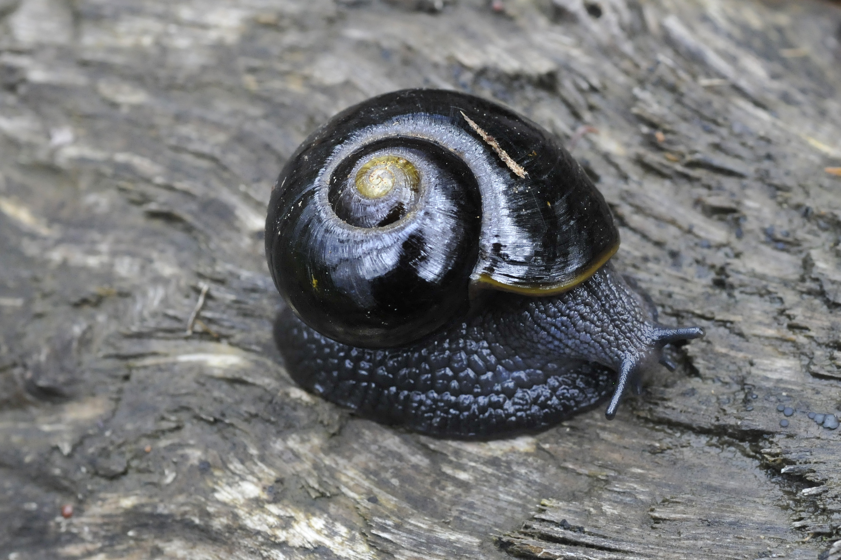 Otway Black Snail (Victaphanta compacta