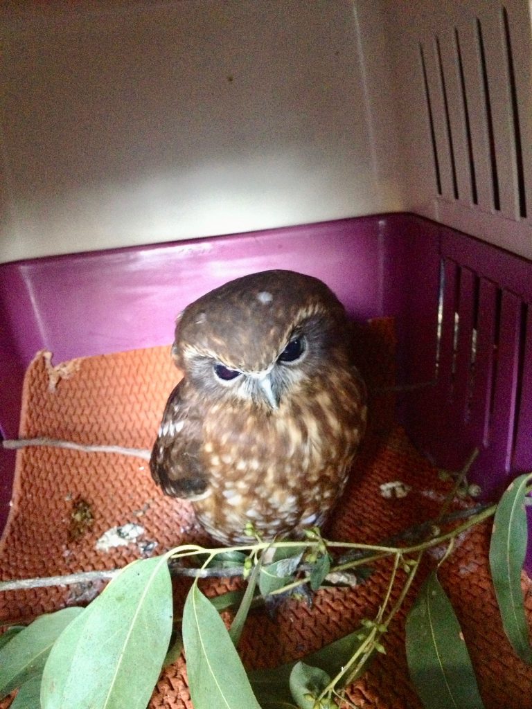 1. Boobook Owl into care