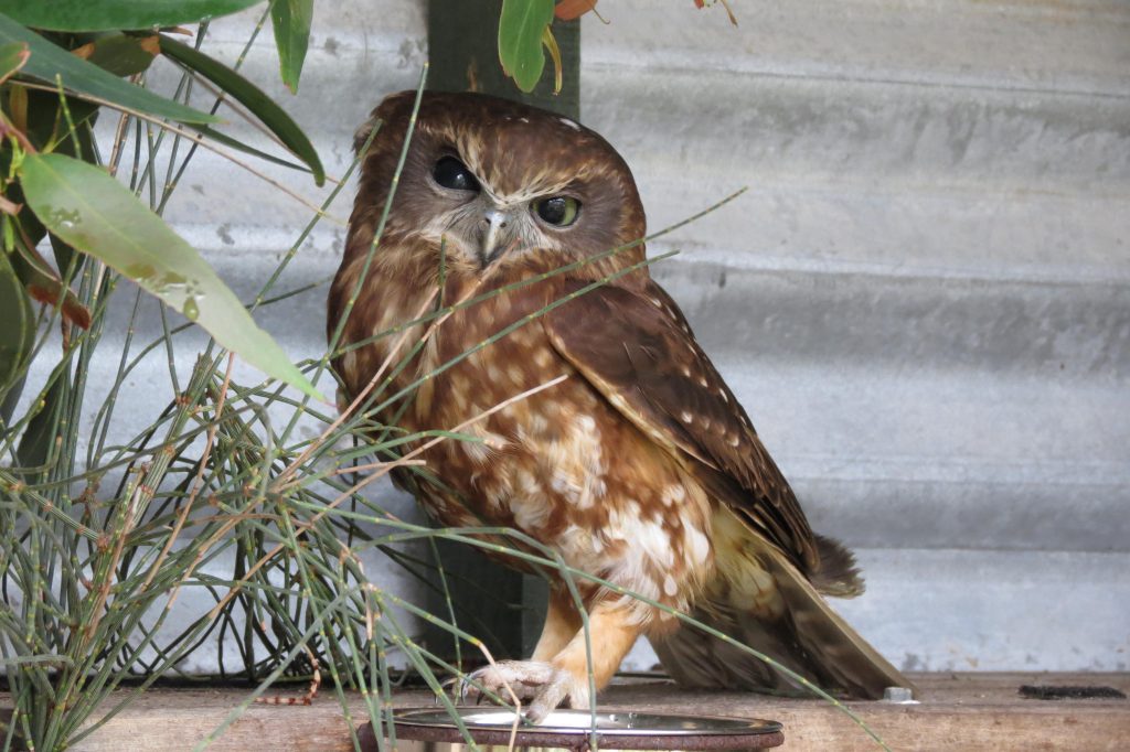 2. Boobook Owl in large enclosure