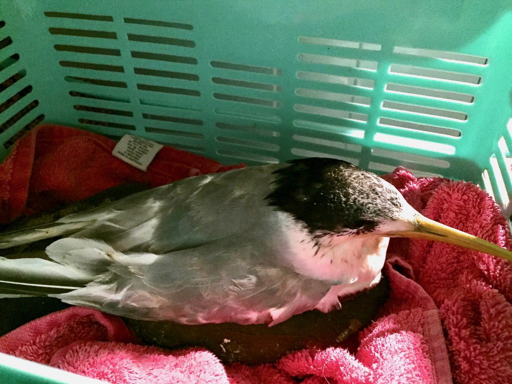 3. Crested Tern in care