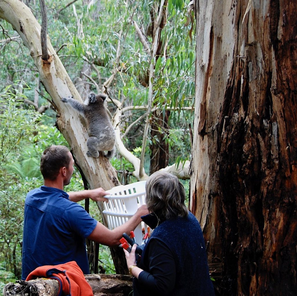 7. Koala release off goes Gai back into the wild